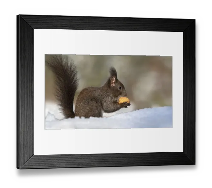 Framed Print : Eurasian red squirrel (Sciurus vulgaris)