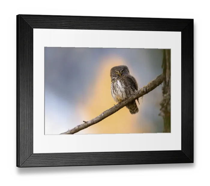 Framed Print : Pygmy Owl (Glaucicium passerinum)