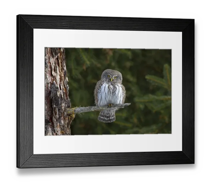 Framed Print : Pygmy Owl (Glaucicium passerinum)
