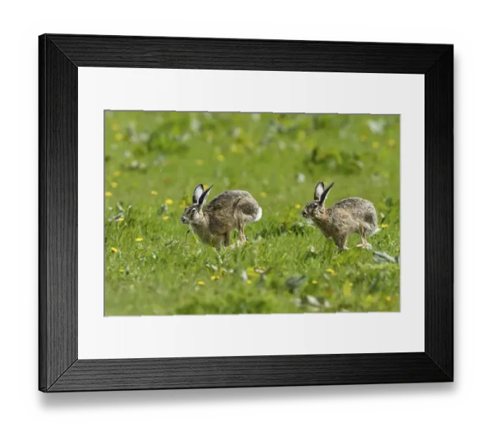 Framed Print : Two European hares (Lepus europaeus) run over meadow