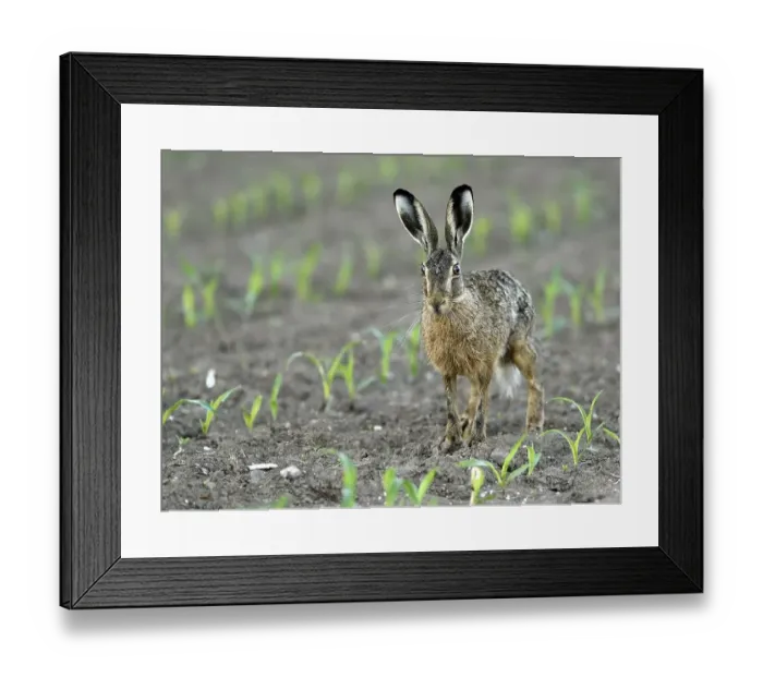 Framed Print : European hare (Lepus europaeus)