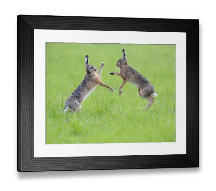 Framed Print : European hares (Lepus europaeus)