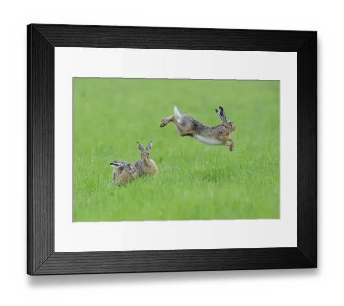 Framed Print : Three European hares (Lepus europaeus) in a meadow Framed Print : Three European hares (Lepus europaeus) in a meadow