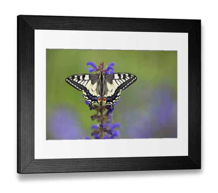 Framed Print : Swallowtail (Papilio machaon) in a meadow sage