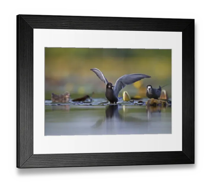 Framed Print : Black tern (Chlidonias niger) with young bird on lily pads