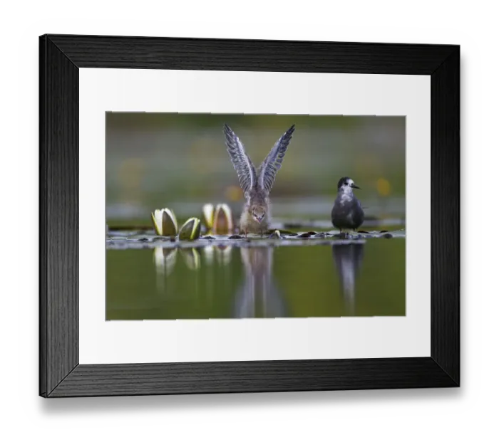 Framed Print : Black tern (Chlidonias niger) with young bird on lily pads Framed Print : Black tern (Chlidonias niger) with young bird on lily pads