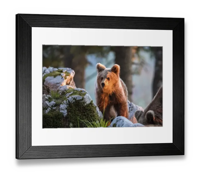 Framed Print : European brown bear (Ursus arctos arctos) in the forest Framed Print : European brown bear (Ursus arctos arctos) in the forest