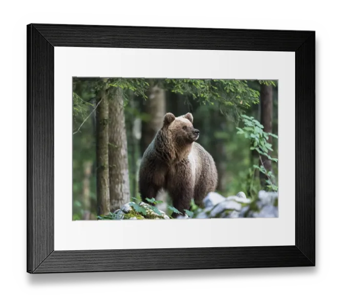 Framed Print : European brown bear (Ursus arctos arctos) in forest Framed Print : European brown bear (Ursus arctos arctos) in forest