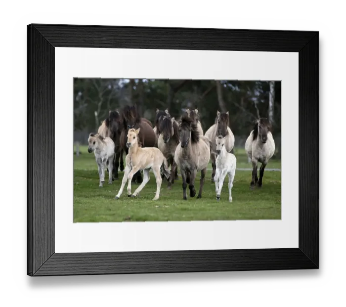 Framed Print : Duelmen pony herd with foals, Dulmen