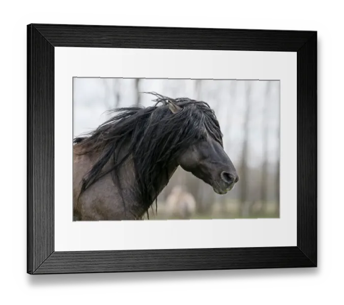 Framed Print : Duelmen wild horse, portrait, Duelmen Framed Print : Duelmen wild horse, portrait, Duelmen