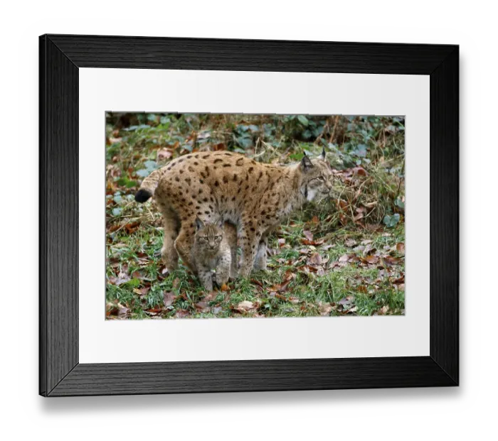 Framed Print : Eurasian lynxes (Lynx lynx), dam with kittens