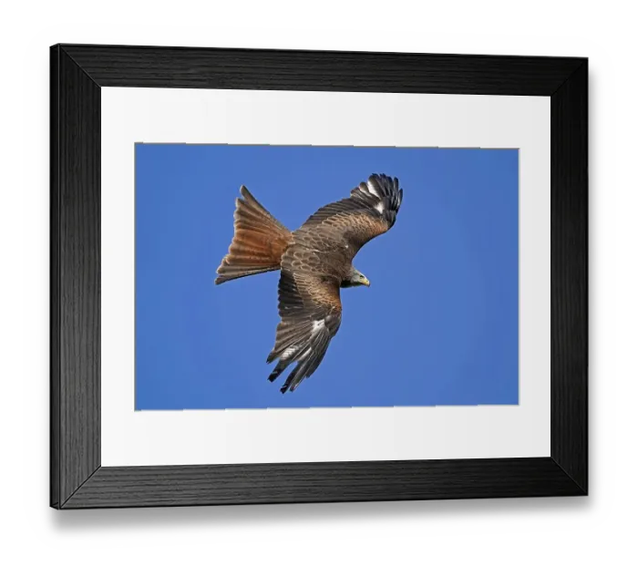 Framed Print : Red kite (Milvus milvus) flying, Germany, Europe Framed Print : Red kite (Milvus milvus) flying, Germany, Europe
