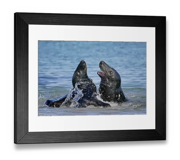Framed Print : Two Grey seals (Halichoerus grypus) fighting in shallow water
