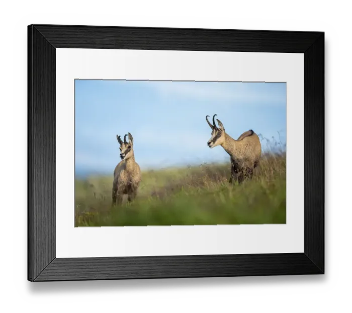 Framed Print : Two Chamoises ( Rupicapra rupicapra) stand in a meadow