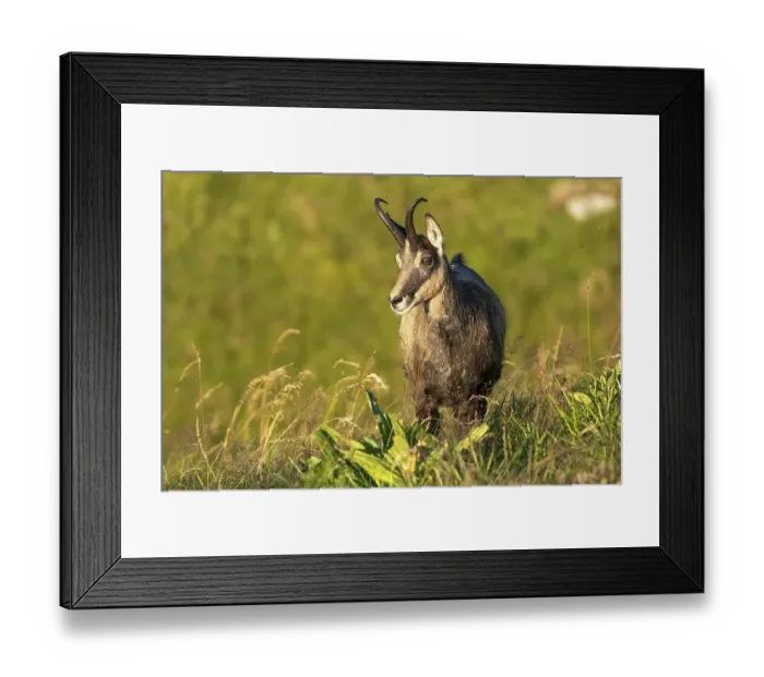 Framed Print : Chamois (Rupicapra rupicapra) stands in a meadow Framed Print : Chamois (Rupicapra rupicapra) stands in a meadow
