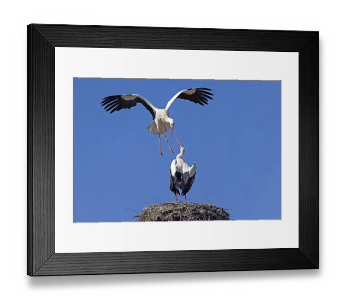 Framed Print : White stork (Ciconia ciconia) in action on the nest Framed Print : White stork (Ciconia ciconia) in action on the nest