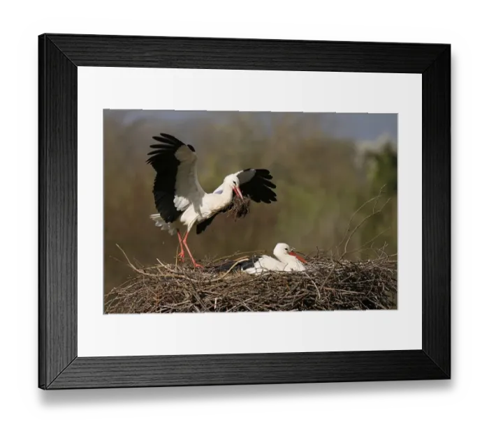 Framed Print : White stork (Ciconia ciconia) flying on the nest Framed Print : White stork (Ciconia ciconia) flying on the nest