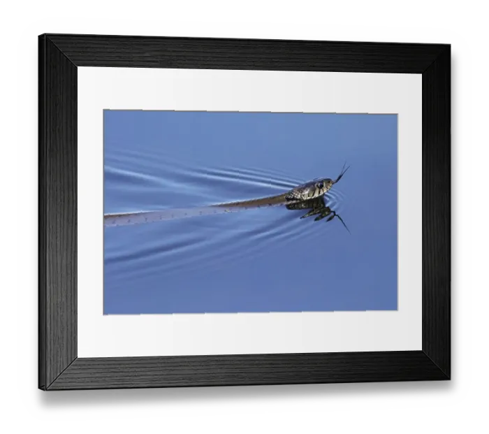 Framed Print : Grass snake (Natrix natrix) swimming in lake