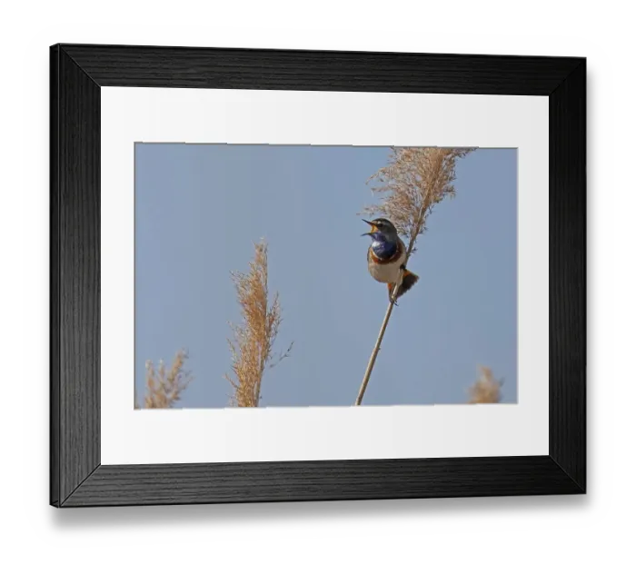 Framed Print : Bluethroat (Luscinia svecica) singing in the reeds Framed Print : Bluethroat (Luscinia svecica) singing in the reeds