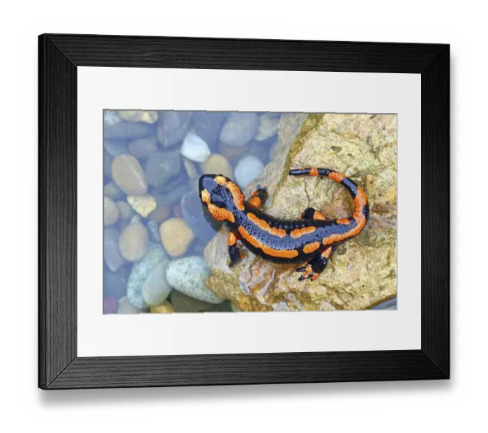 Framed Print : Orange Fire salamander (Salamandra salamandra)