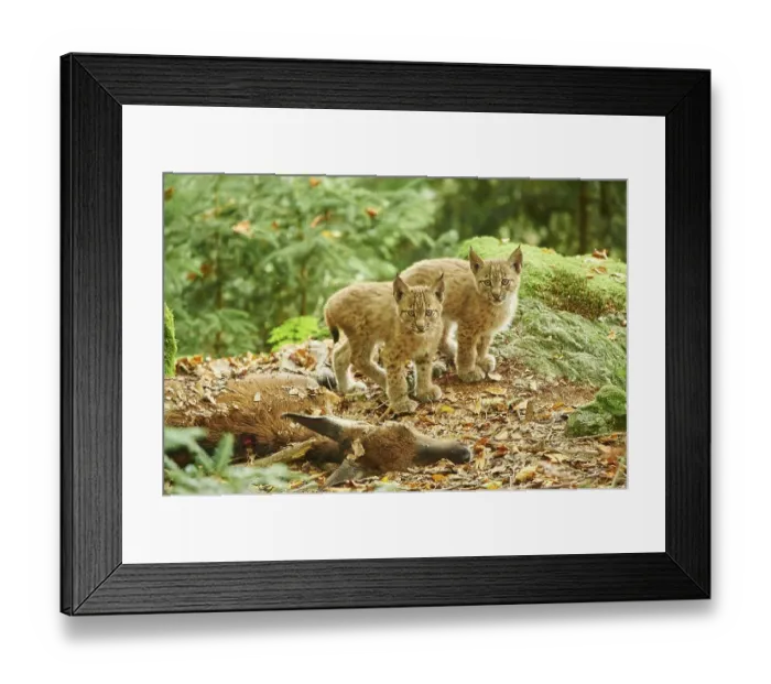 Framed Print : Eurasian lynx (Lynx lynx), two cubs in a forest Framed Print : Eurasian lynx (Lynx lynx), two cubs in a forest