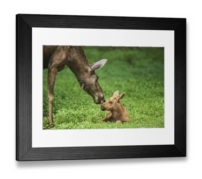 Framed Print : Eurasian elk (Alces alces), calf