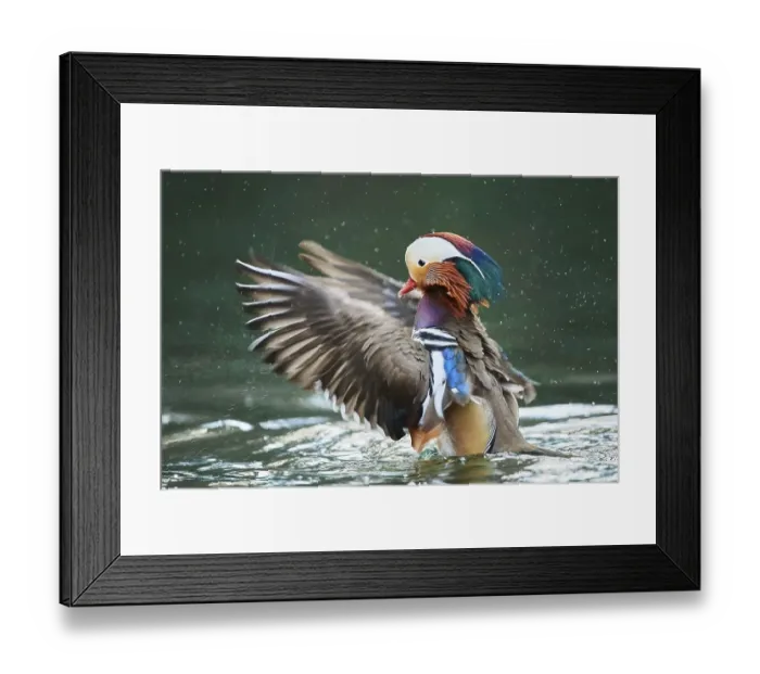 Framed Print : Mandarin duck (Aix galericulata) male