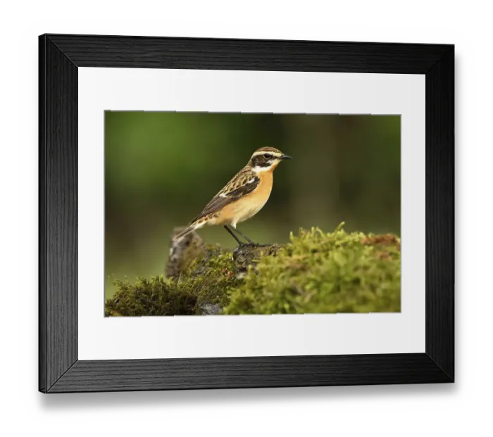 Framed Print : Whinchat (Saxicola rubetra), male Framed Print : Whinchat (Saxicola rubetra), male