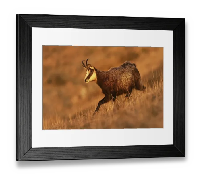 Framed Print : Chamois (Rupicapra rupicapra), goat in winter dress