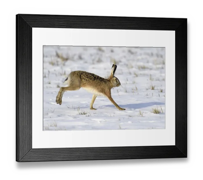 Framed Print : European hare (Lepus europaeus) Framed Print : European hare (Lepus europaeus)