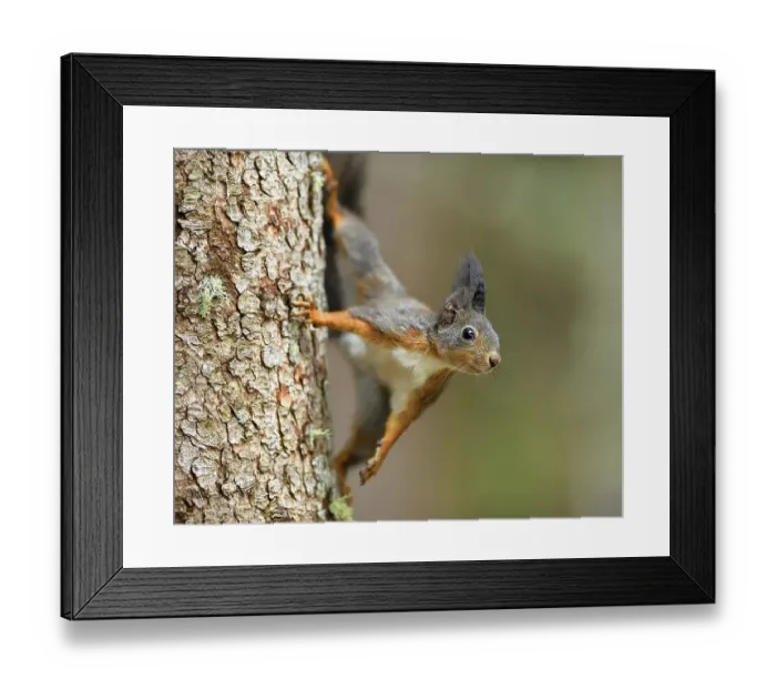 Framed Print : Eurasian red squirrel (Sciurus vulgaris)