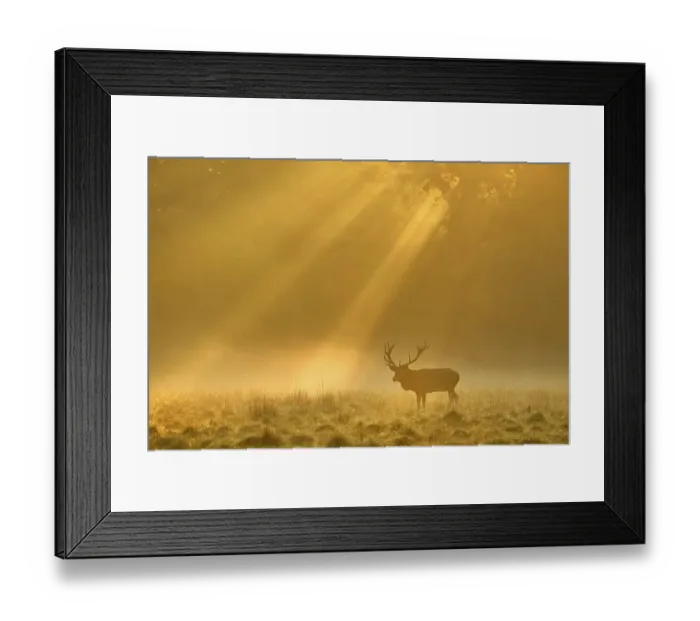 Framed Print : Enormous Red deer (Cervus elaphus)