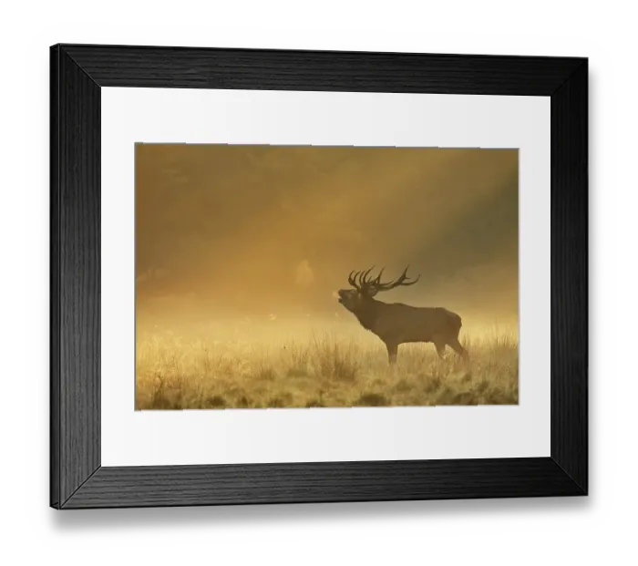 Framed Print : Enormous Red deer (Cervus elaphus)