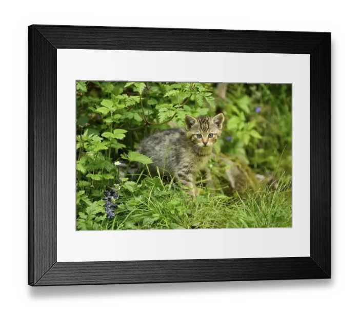 Framed Print : European wildcat (Felis silvestris silvestris)