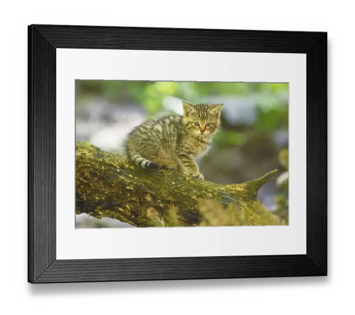Framed Print : European wildcat (Felis silvestris silvestris)