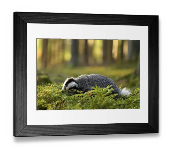 Framed Print : European badger (Meles meles), in the forest looking for food in the first morning light