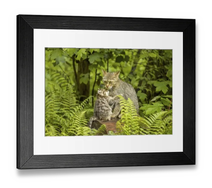 Framed Print : European wildcat (Felis silvestris silvestris)