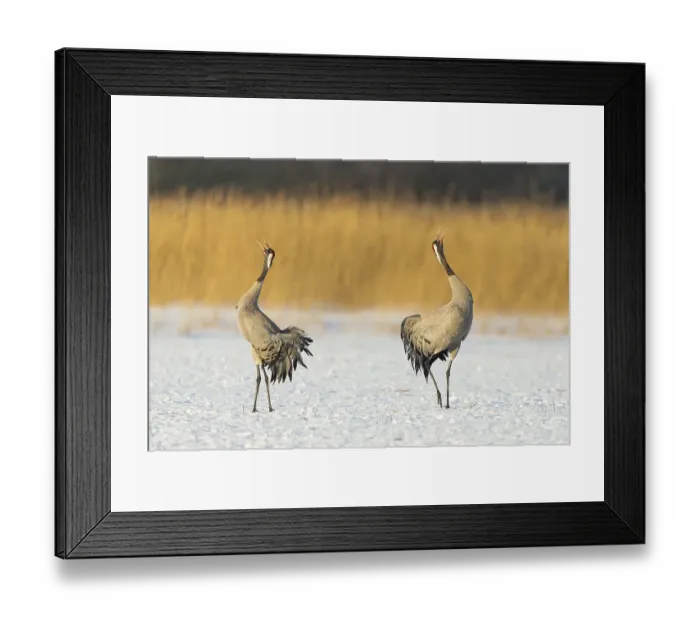 Framed Print : Common or Eurasian cranes (Grus grus)