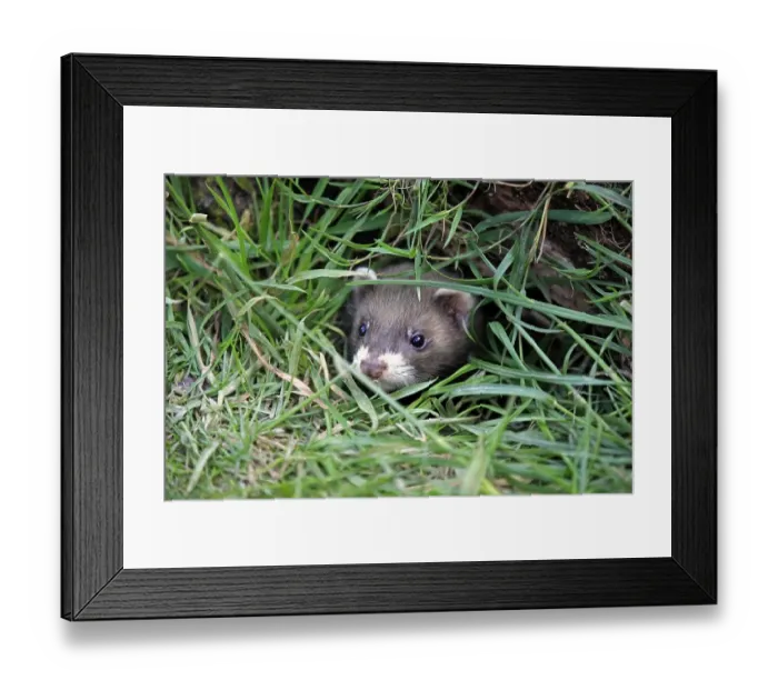 Framed Print : European Polecat (Mustela putorius)