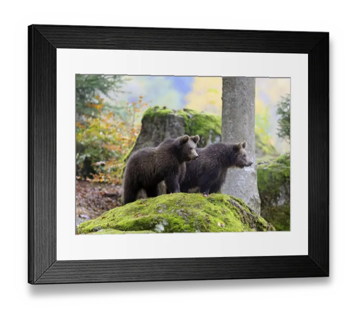 Framed Print : European brown bear (Ursus arctos arctos) Framed Print : European brown bear (Ursus arctos arctos)