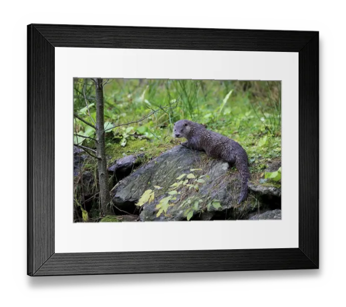 Framed Print : European otter (Lutra lutra), adult
