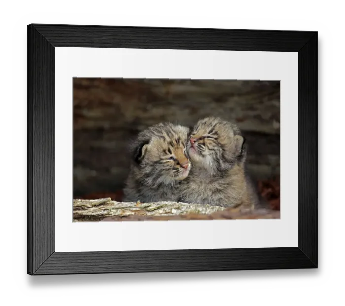 Framed Print : Bobcat (Lynx rufus), two young animals in animal husbandry Framed Print : Bobcat (Lynx rufus), two young animals in animal husbandry