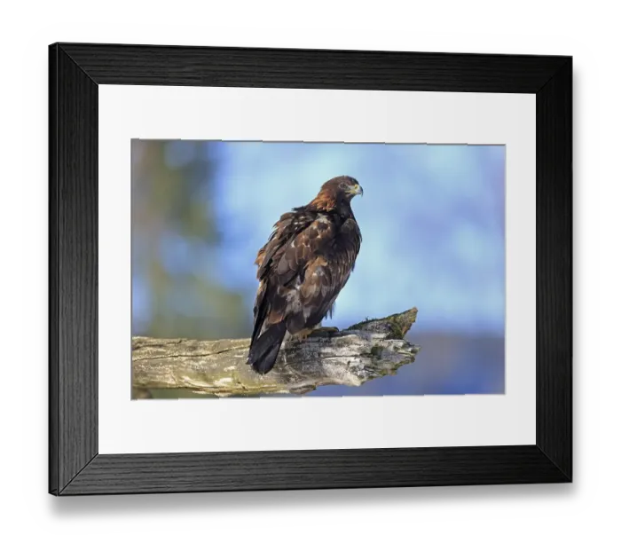 Framed Print : Golden eagle (Aquila chrysaetos)