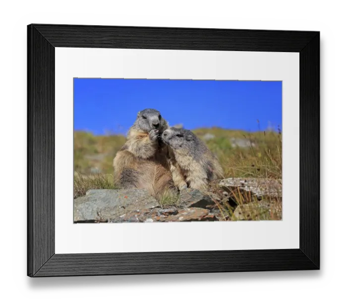 Framed Print : Alpine Marmot (Marmota marmota)