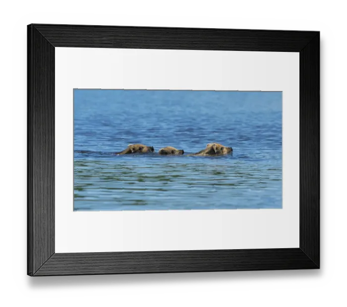 Framed Print : Wild boar (Sus scrofa), freshlings