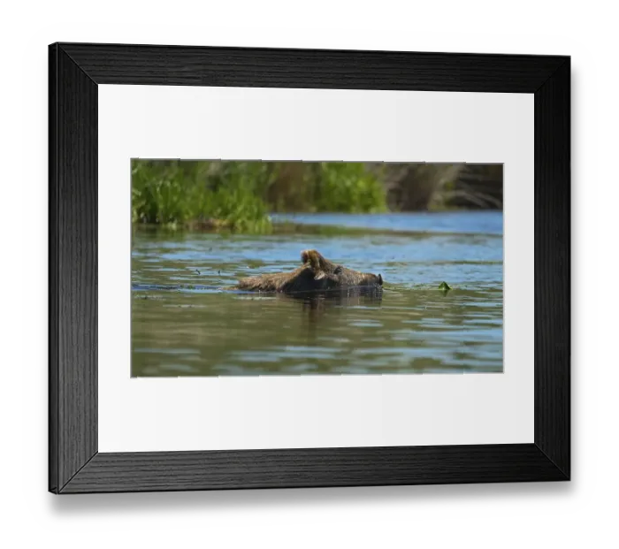 Framed Print : Wild boar (Sus scrofa), sow, swimming