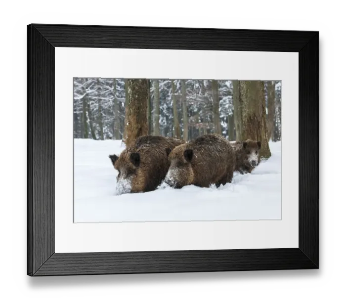 Framed Print : Wild boars (Sus scrofa) in snow in the forest