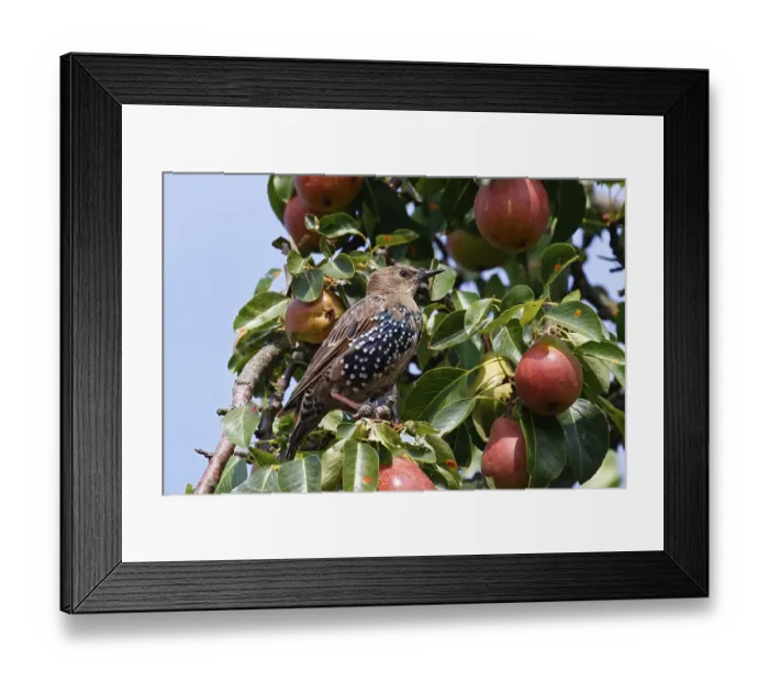 Framed Print : European Starling (Sturnus vulgaris) Framed Print : European Starling (Sturnus vulgaris)