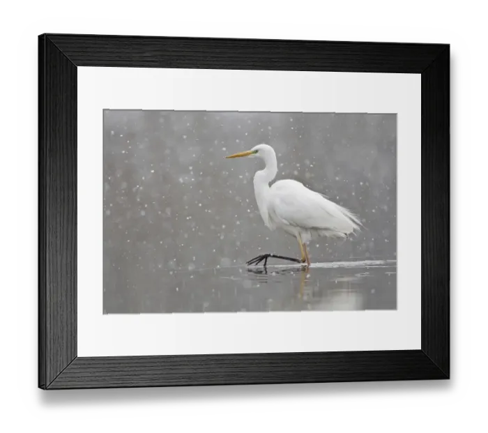 Framed Print : Great Egret (casmerodius albus) Framed Print : Great Egret (casmerodius albus)