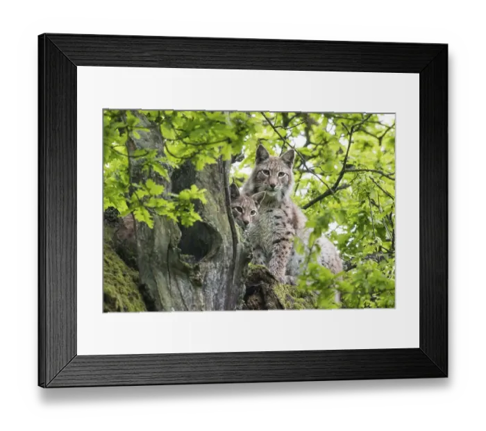 Framed Print : Two Eurasian Lynxes (Lynx lynx) on an old Pedunculate Oak or English Oak (Quercus robur)